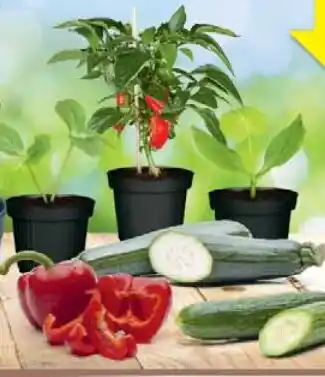 Wiglo Wunderland Südgemüse Angebot