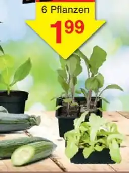Wiglo Wunderland 6 Gemüse- pflanzen Angebot