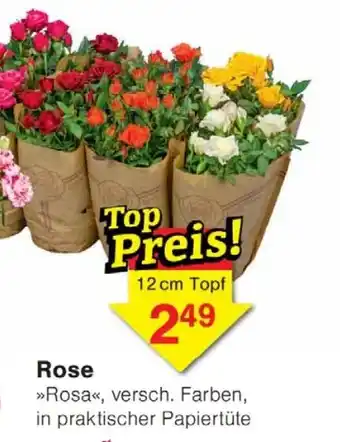 Wiglo Wunderland Rose Angebot