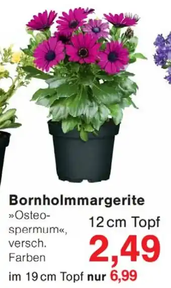 Wiglo Wunderland Bornholmmargerite Angebot