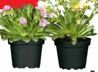 Wiglo Wunderland Porzellanröschen Angebot