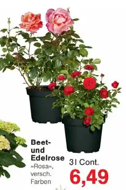 Wiglo Wunderland Beet- und Edelrose Angebot
