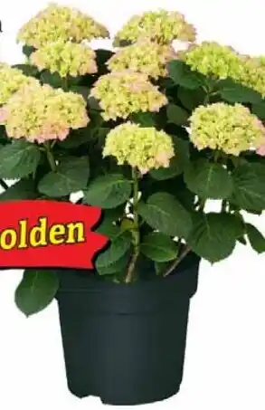 Wiglo Wunderland Bauernhortensie Angebot