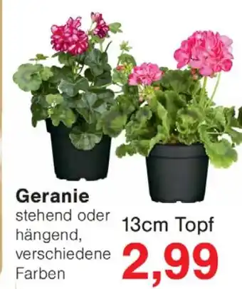 Wiglo Wunderland Geranie Angebot