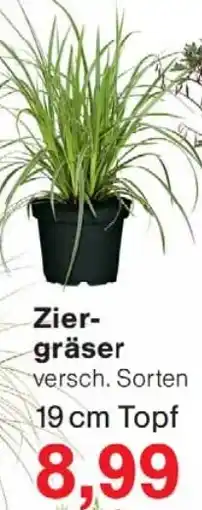 Wiglo Wunderland Zier gräser Angebot