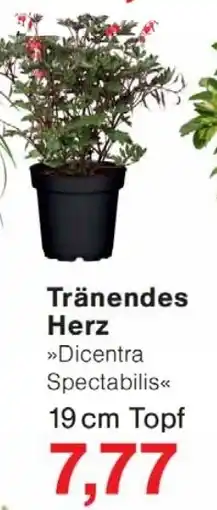 Wiglo Wunderland Tränendes Herz Angebot