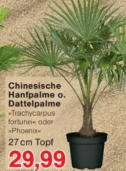 Wiglo Wunderland Chinesische Hanfpalme o. Dattelpalme Angebot