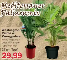 Wiglo Wunderland Washington Palme o. Zwergpalme Angebot