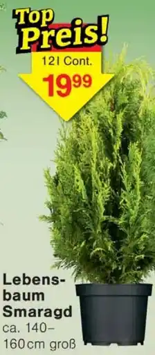 Wiglo Wunderland Lebens baum Smaragd Angebot