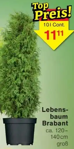 Wiglo Wunderland Lebens baum Brabant Angebot