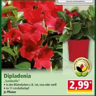 Norma Dipladenia Angebot