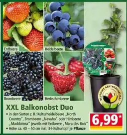 Norma XXL Balkonobst Duo Angebot