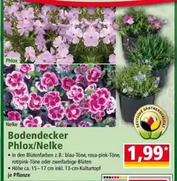 Norma Bodendecker Phlox/Nelke Angebot