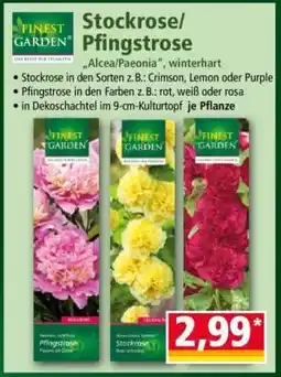 Norma Stockrose/ Pfingstrose Angebot