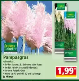 Norma Pampasgras Angebot