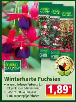 Norma Winterharte Fuchsien Angebot