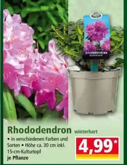 Norma Rhododendron Angebot