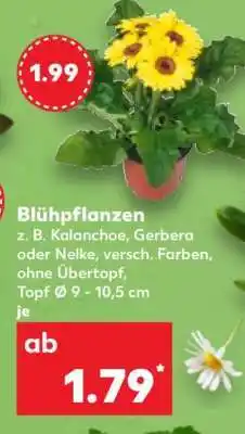 Kaufland Blühpflanzen Angebot