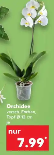 Kaufland Orchidee Angebot