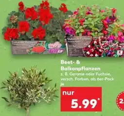 Kaufland Beet­ & Balkonpflanzen Angebot