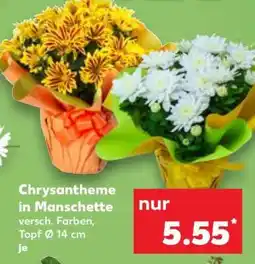 Kaufland Chrysantheme in Manschette Angebot