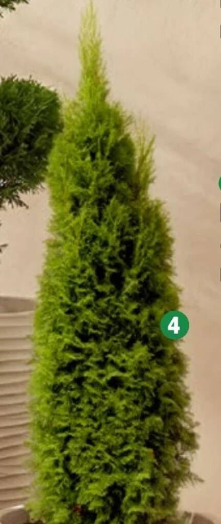 Thuja Brabant 1 stk Angebot bei Thomas Philipps