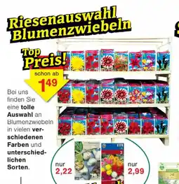 Wiglo Wunderland Riesenauswahl Blumenzwiebeln Angebot