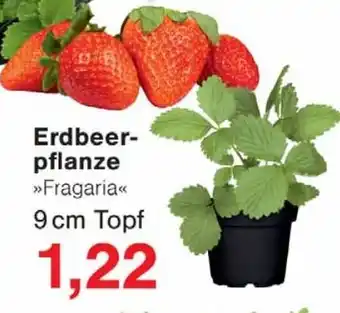 Wiglo Wunderland Erdbeer pflanze Angebot