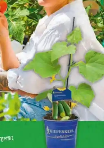 Hagebau Kiepenkerl Veredelte Gemüsepflanzen Angebot
