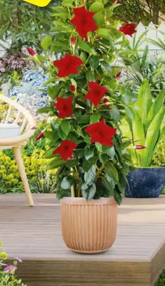 Hagebau Dipladenien-Pyramide Angebot