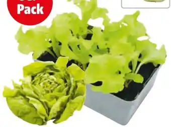 Hagebau Gartenkrone Gemüse-Jungpflanzen Angebot