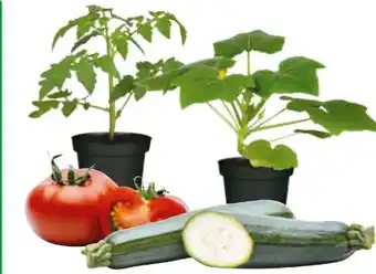 Hagebau Gartenkrone Gemüse-Pflanzen Angebot