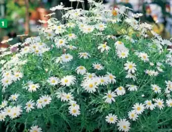 Hagebau Margeriten-Busch Argyranthemum frutescens Angebot