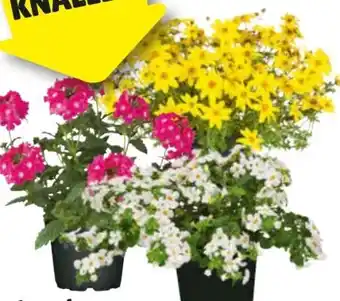 Hagebau Beet- und Balkonpflanzen Angebot