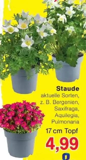 Wiglo Wunderland Staude Angebot