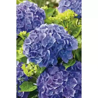 toom Baumarkt Hortensie Angebot