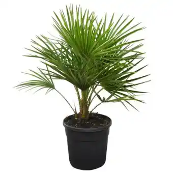 toom Baumarkt Zwergpalme Angebot