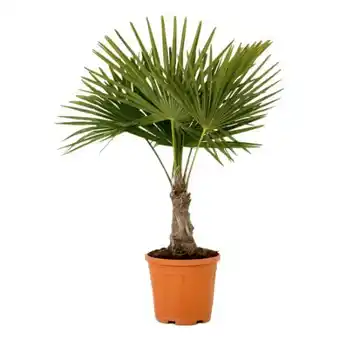 toom Baumarkt Hanfpalme Angebot