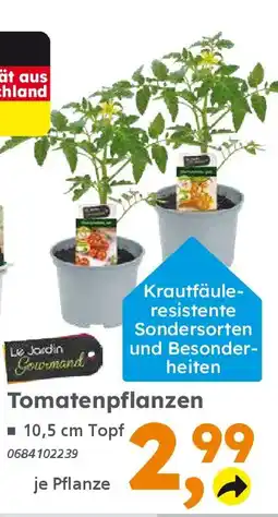 Globus Baumarkt Tomatenpflanzen Angebot