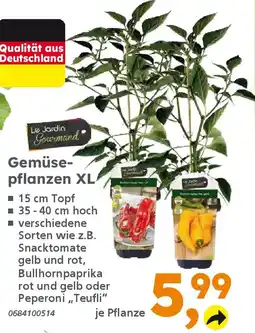 Globus Baumarkt Gemüsepflanzen XL Angebot