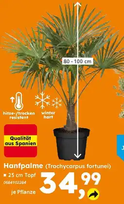 Globus Baumarkt Hanfpalme (Trachycarpus fortunei) Angebot