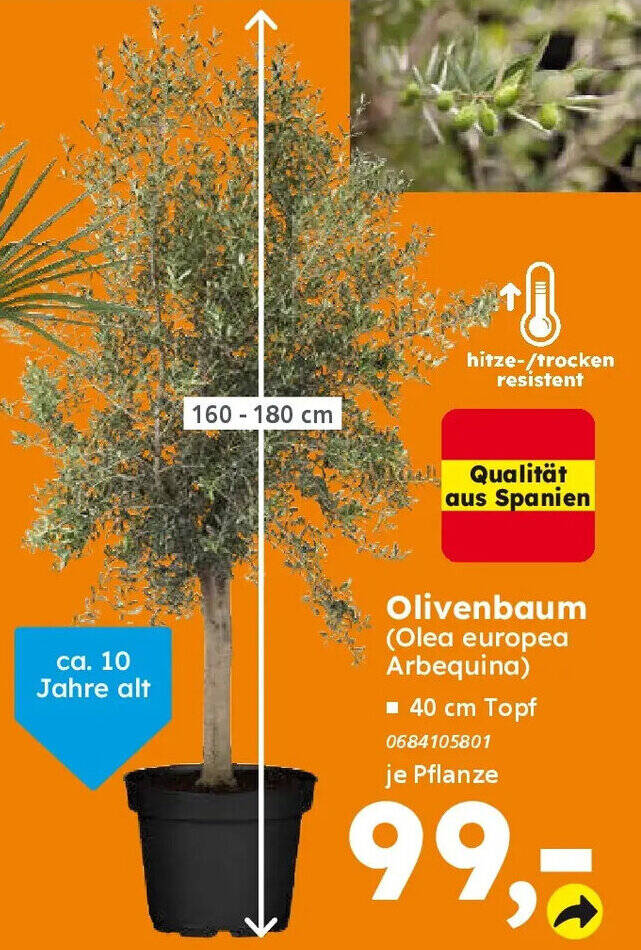 olivenbaum standort balkon Olivenbaum Gartenpflanze Ø24cm ↕160cm Balkon Terrasse kaufen main image 0