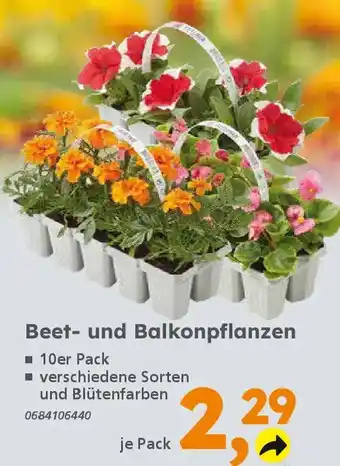 Globus Baumarkt Beet- und Balkonpflanzen Angebot