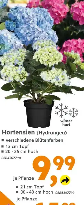 Globus Baumarkt Hortensien (Hydrangea) Angebot