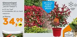 Globus Baumarkt Glanzmispel (Photinia fraseri ,,Devils Dream") Angebot