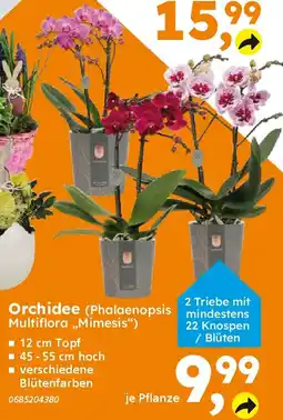 Globus Baumarkt Orchidee (Phalaenopsis Multiflora,,Mimesis") Angebot