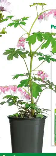 BayWa Bau & Garten Tränendes Herz Angebot