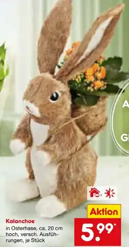 Netto Marken-Discount Osterhase mit Kalanchoe Angebot