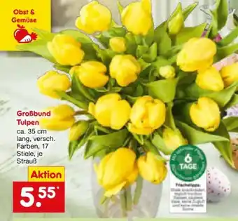 Netto Marken-Discount Tulpen-Großbund Angebot