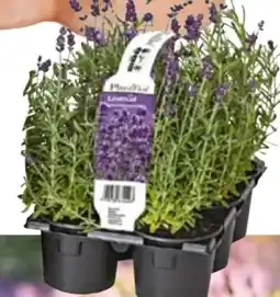 BayWa Bau & Garten Plantiflor Echter Lavendel Angebot
